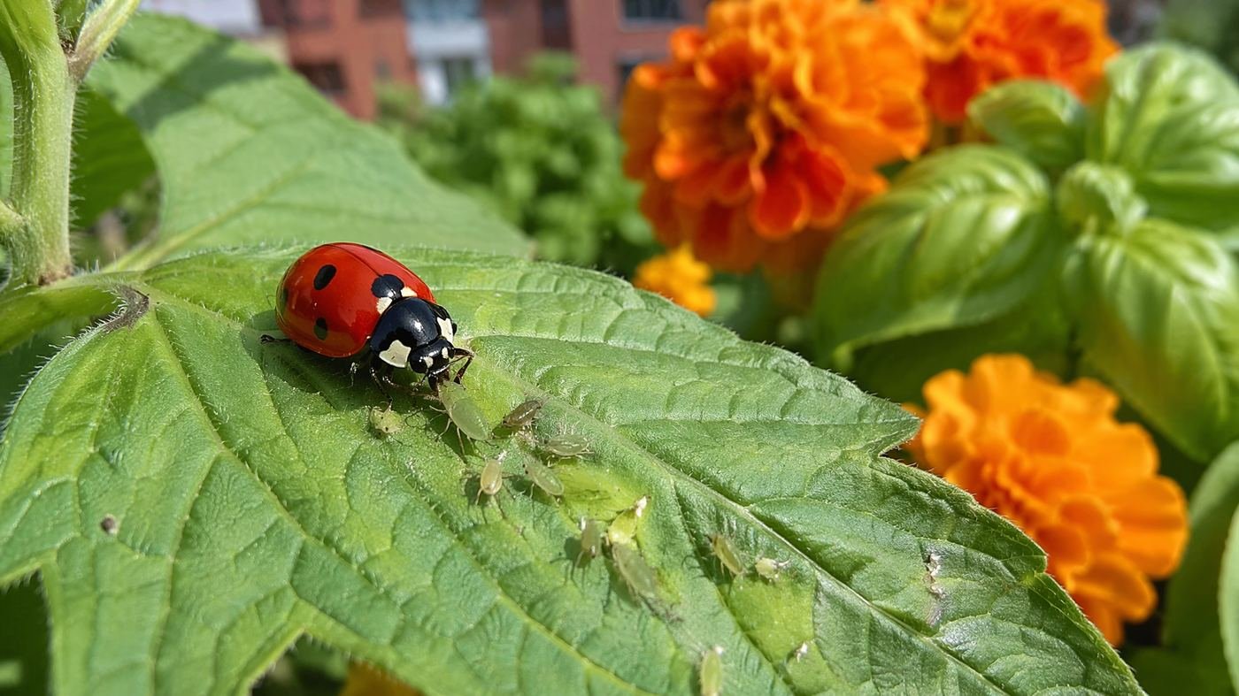 Ladybug eating aphids on a leaf